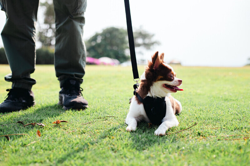 Volunteer (copy text)