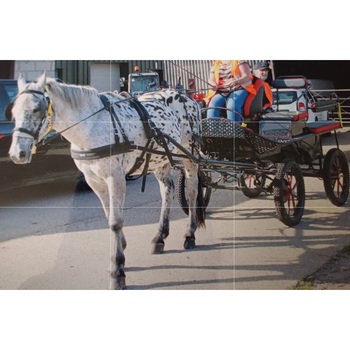 Pleasure vehicle  (1025533)