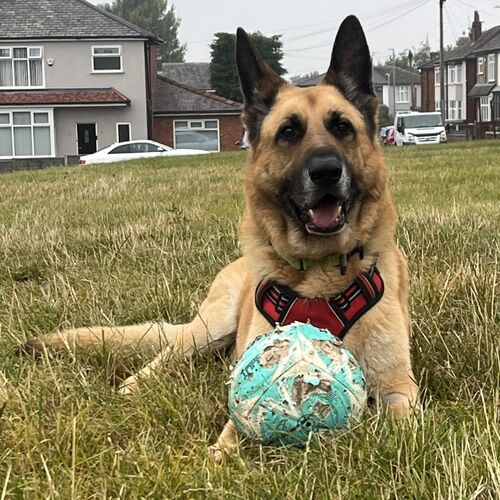 Online Book of Remembrance | Rainbow Bridge Pet Funerals