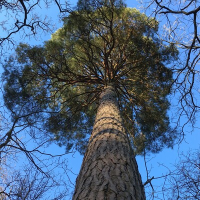 Private Practice Mentoring