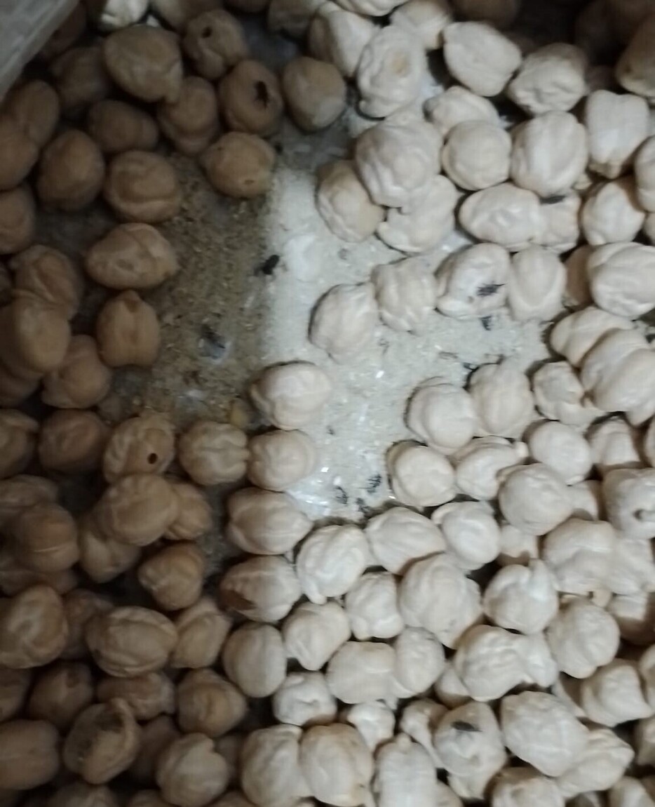 வண்டுகள் நிறைந்த உலருணவுகள் திடீர் சோதனையில் சிக்கியது