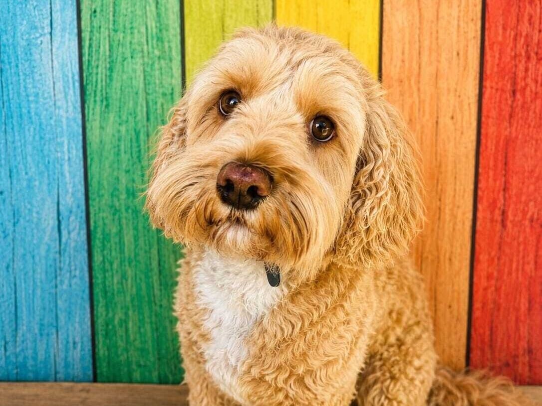 Meet The Team | Rainbow Bridge Pet Funerals