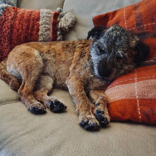Online Book of Remembrance | Rainbow Bridge Pet Funeral Services