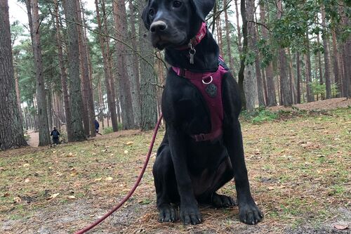 Gallery | Brixham Dog Training