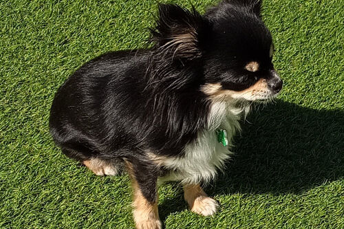 Coco
