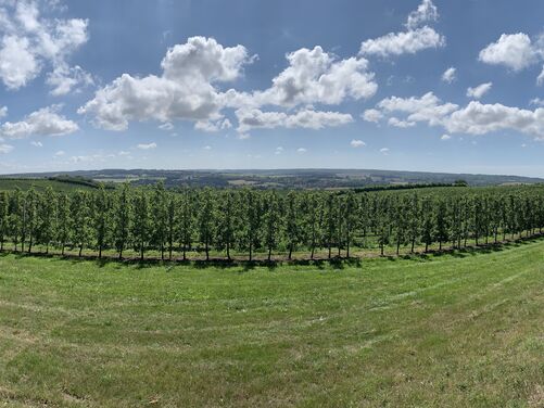 The Canterbury Trails 2026