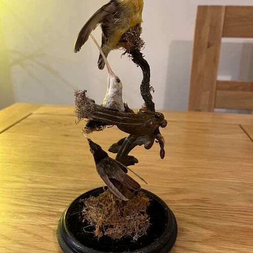 Tropical Antique Taxidermy Under Period Dome