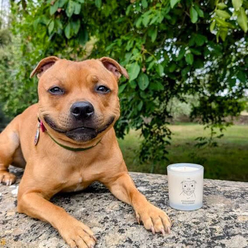 The Staffordshire Bull Terrier Candle