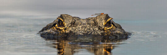 How To Swim Straight in Open Water: Techniques and Tips