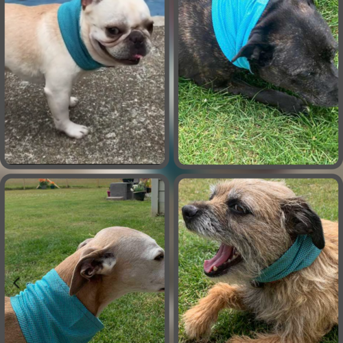 Dry Dog Cooling Bandana