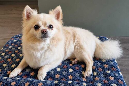 Our Dogs | British Chihuahua Rescue
