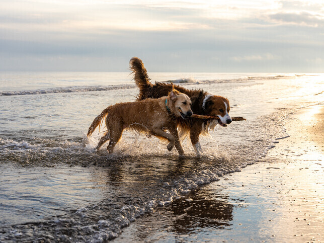 Pre-Paid Pet Cremation | Rainbow Bridge Pet Funeral Services