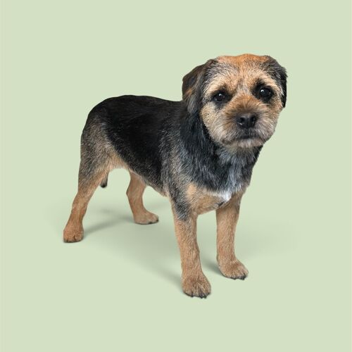 Dog Grooming | Full Groom | Windlesham, Lightwater, West End, Bisley, Chobham, Bagshot, Sunningdale, Virginia Water.