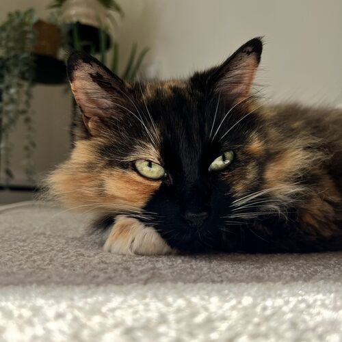 Online Book of Remembrance | Rainbow Bridge Pet Funeral Services