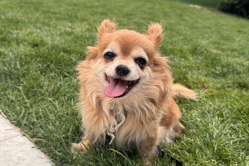 Tallulah, a 12 years old female Chihuahua available for adoption from British Chihuahua Rescue in South East