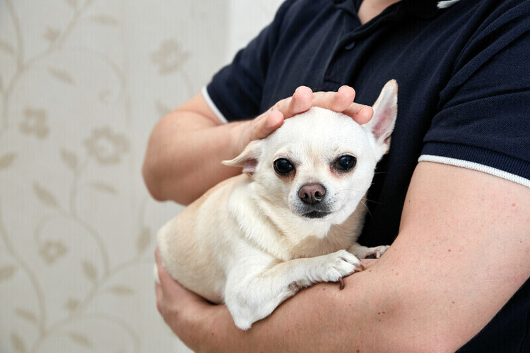 Rehoming | British Chihuahua Rescue
