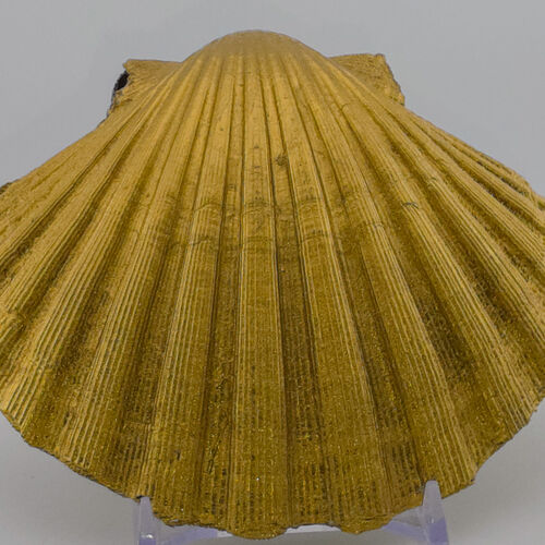 Handcrafted Scallop Shell Trinket Dish