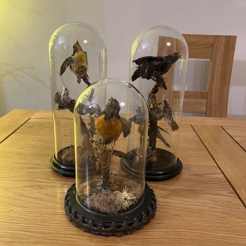 Tropical Antique Taxidermy Under Period Dome