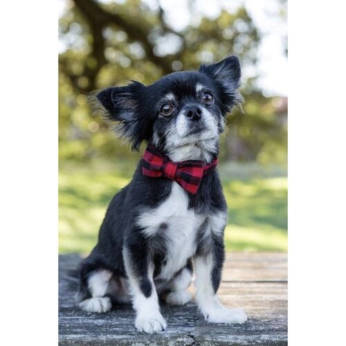 Lionet Paws Cotton Dog Collar with Bow tie - Adjustable