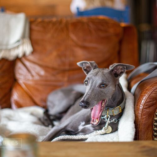 The Whippet Travel Spray