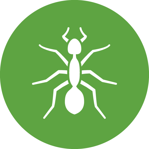 Services | Northdowns Pest Control Ltd | Pest control Guildford | Rodent control Guildford, Woking | Wasp nest removal Surrey