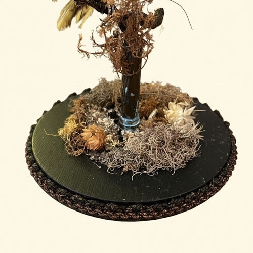 Taxidermy Tropical Birds