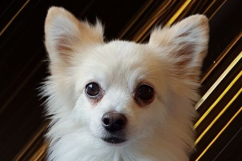 Our Dogs | British Chihuahua Rescue