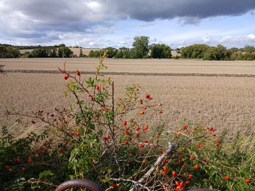 Late Summer in Oxfordshire 2026