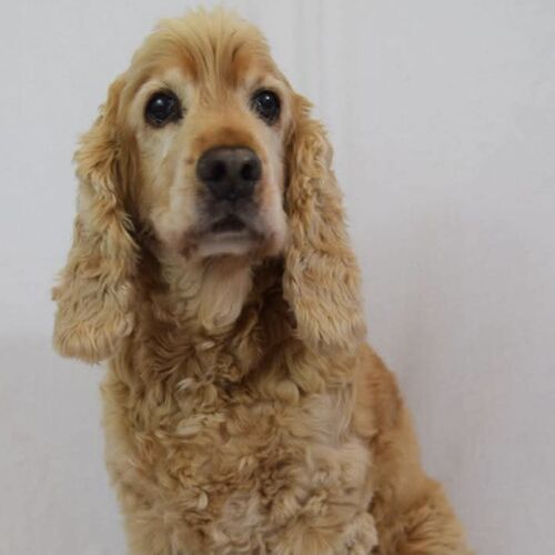 Online Book of Remembrance | Rainbow Bridge Pet Funeral Services