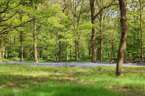 Mindfulness and Being a Carer. 