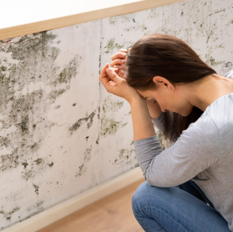 Tackling Mould Problems: Professional Mould Testing Now Offered by Tayross Associates Ltd 