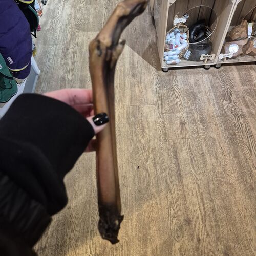 Roe Deer Leg - Natural