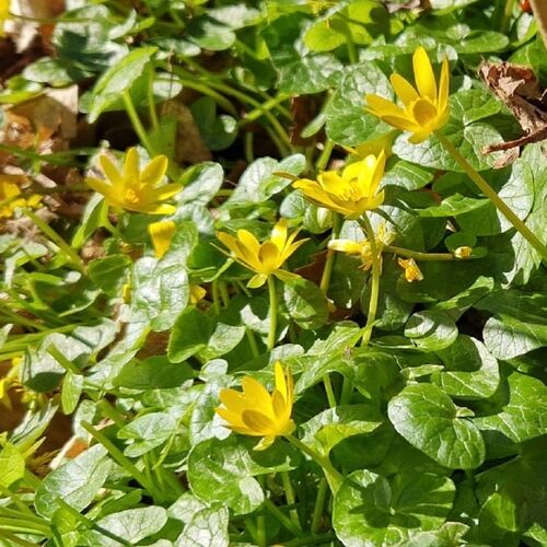 Celendine
