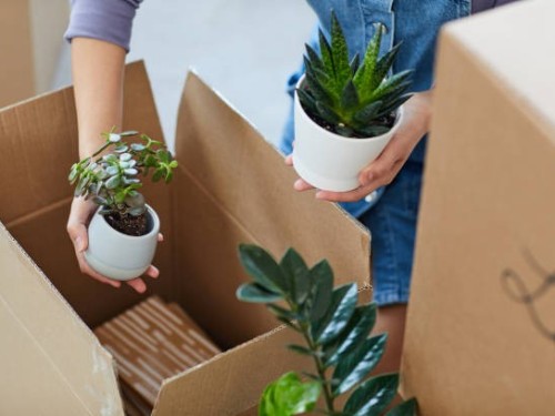 "How to Handle Your House Plants When Moving: Expert Tips from Shepherd and White"