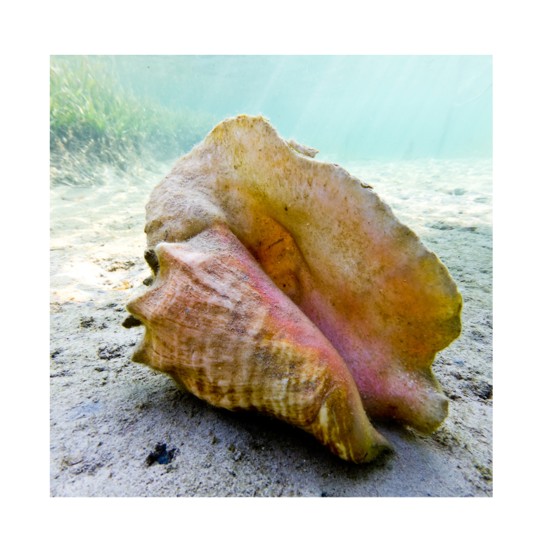 Transformative Re-existence Healing