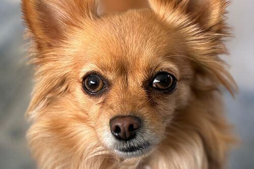 Our Dogs | British Chihuahua Rescue