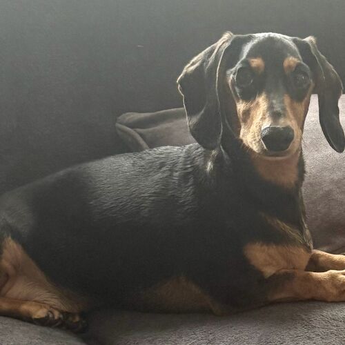 Online Book of Remembrance | Rainbow Bridge Pet Funeral Services
