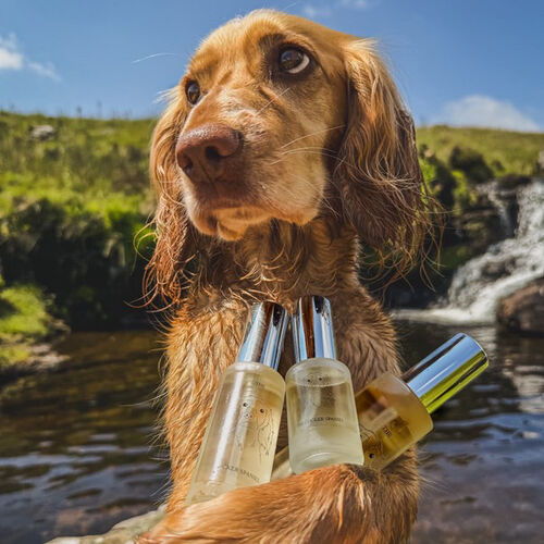 The Cocker Spaniel Travel Spray