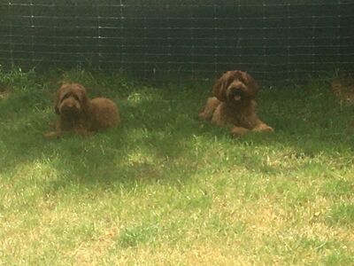 Brixham Dog Training