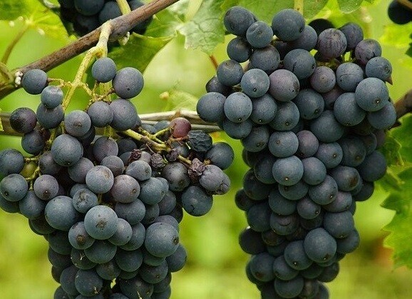 கொலஸ்ரறோலைக் குறைக்கும் 10 பழங்கள் இவை | 10 fruits help to reduce cholesterol