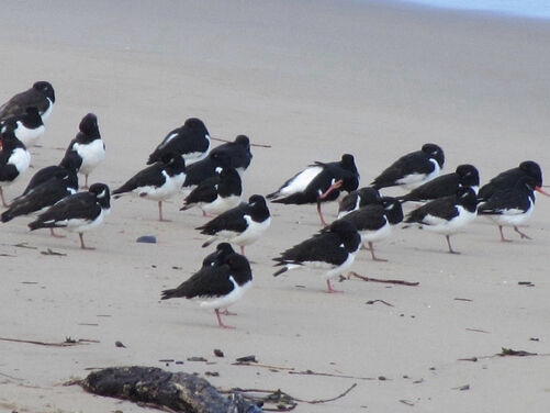 FULL - Caldey Island Pilgrimage Retreat, Wales 2026 - FULL