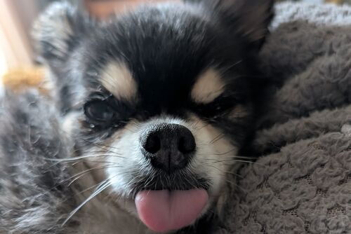Ozzie