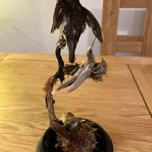 Tropical Antique Taxidermy Under Period Dome