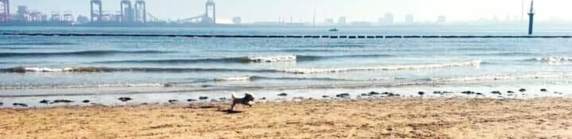 Wirral Alsatian Training Society