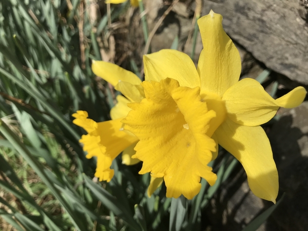 Census 2021 - have you completed yours?