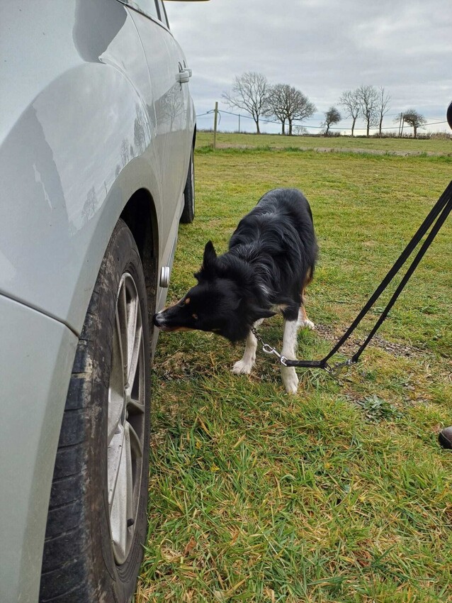 Classes | Help My Dog | Dog trainer Pembrokeshire | Dog behaviourist Pembrokeshire | Help my dog