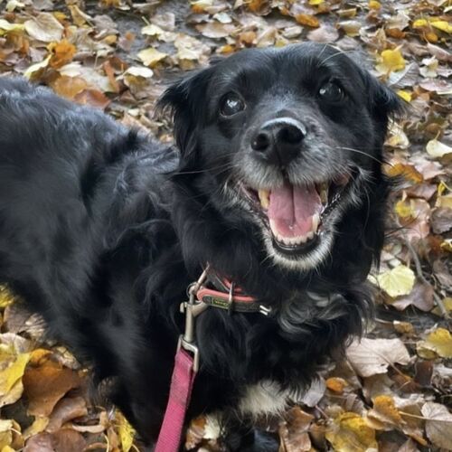 Online Book of Remembrance | Rainbow Bridge Pet Funerals