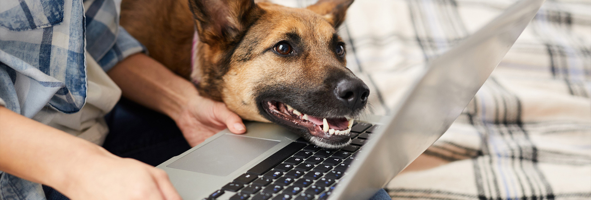 Contact Us | Brixham Dog Training