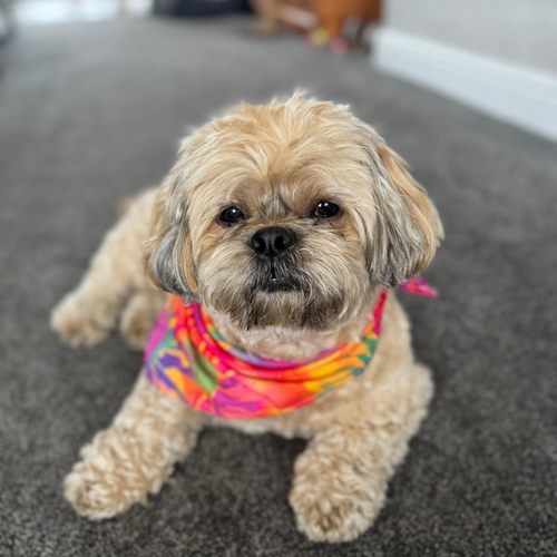 Online Book of Remembrance | Rainbow Bridge Pet Funerals