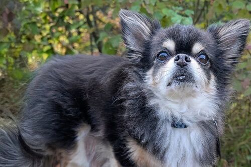 Ozzie
